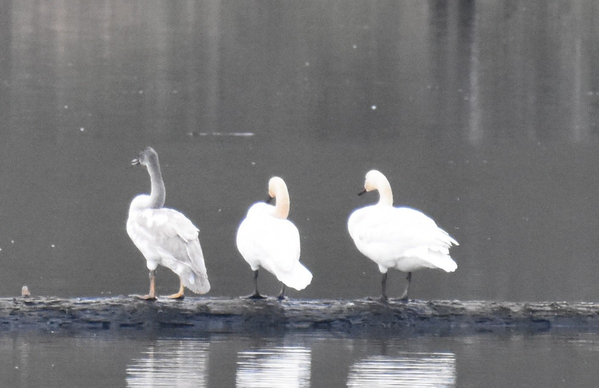Trumpeter/Tundra Swan - ML646487484