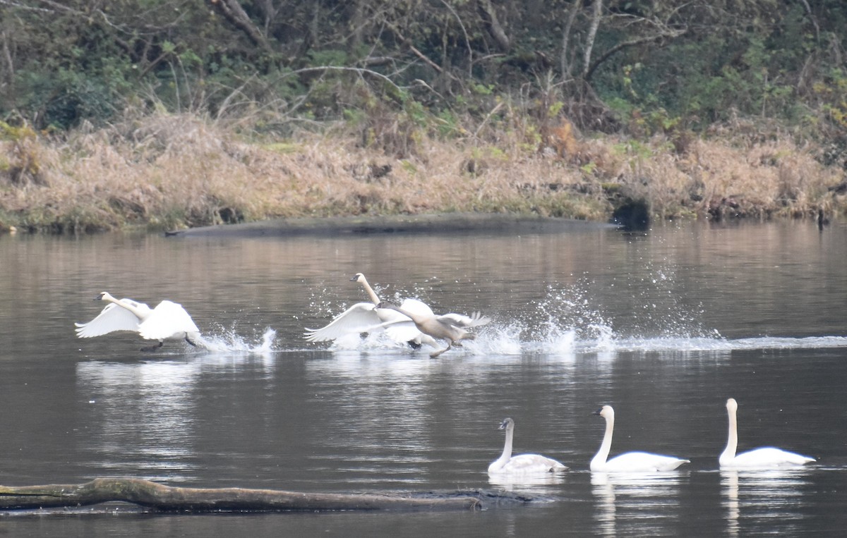 Trumpeter/Tundra Swan - ML646487485