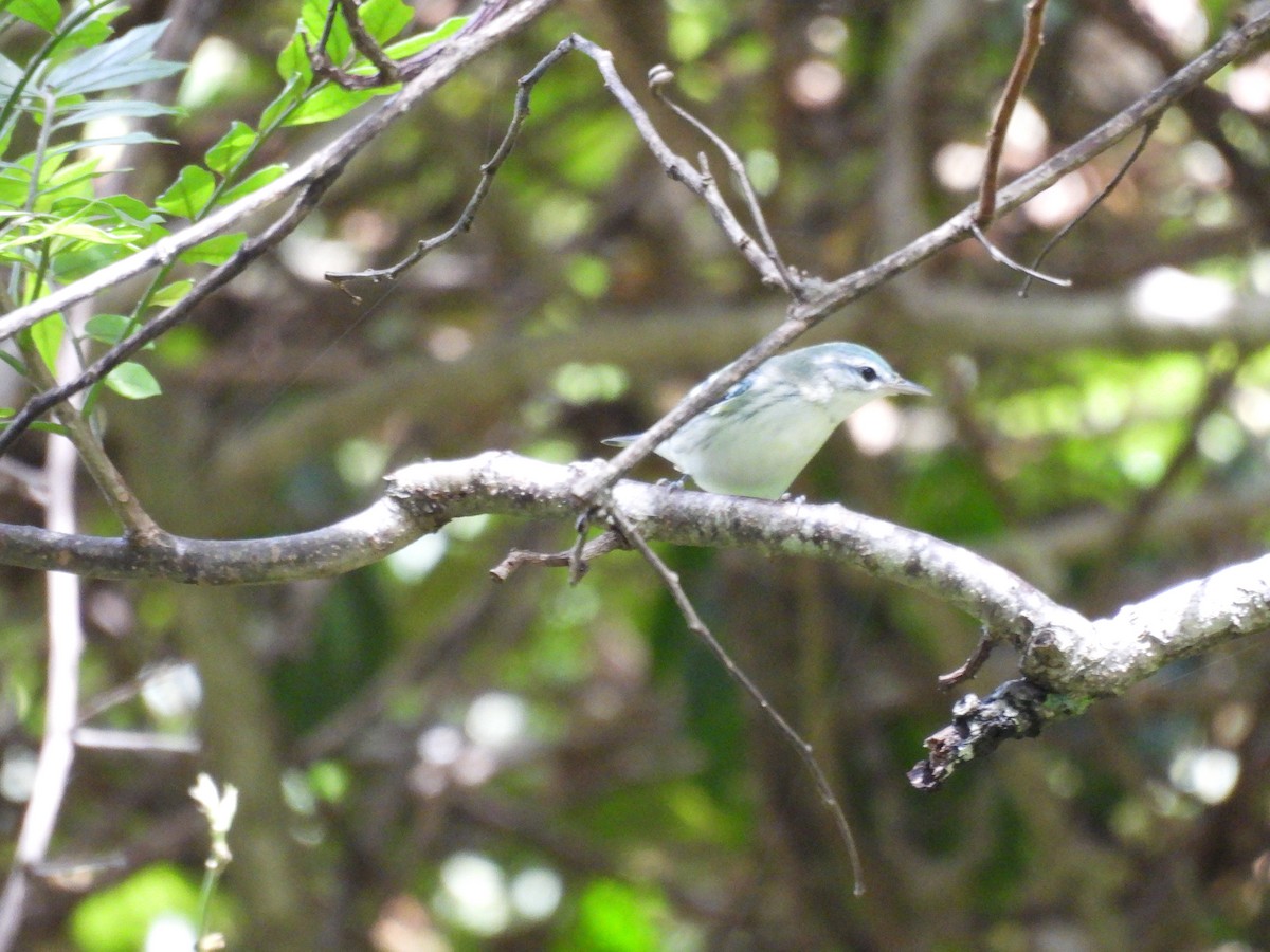 Reinita Cerúlea - ML646487497