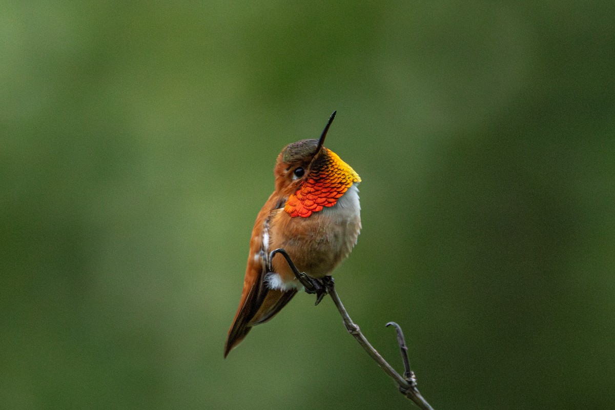Rufous Hummingbird - ML646487498