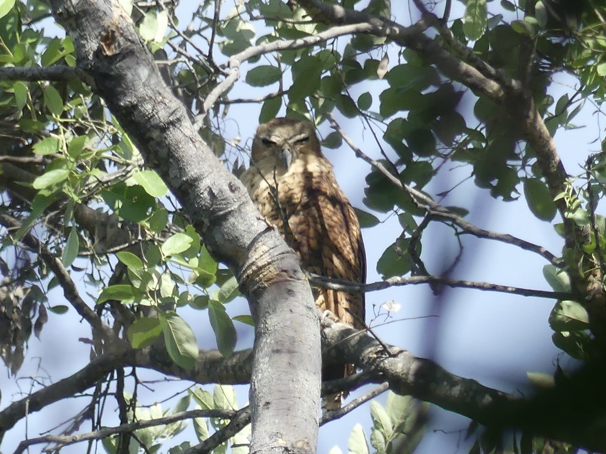 Cárabo Pescador Común - ML646487501