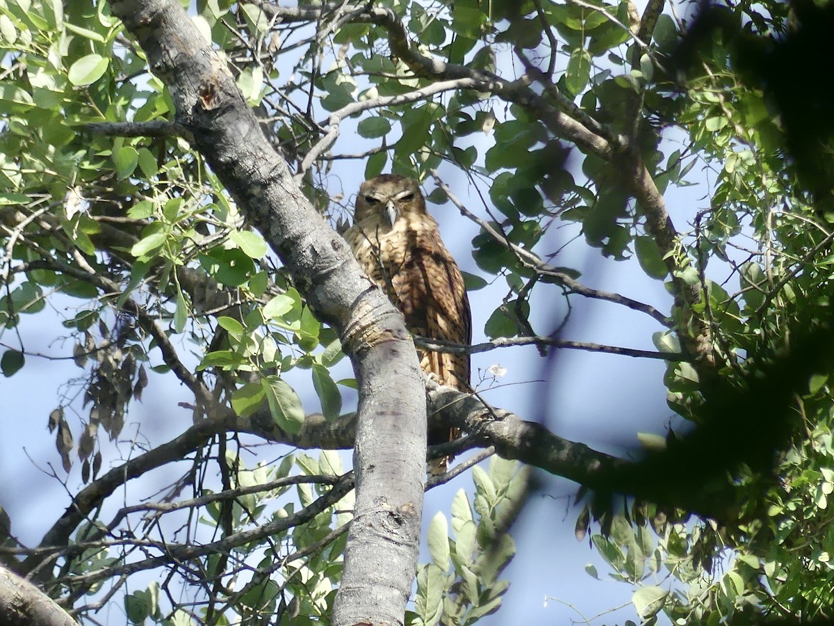 Cárabo Pescador Común - ML646487502