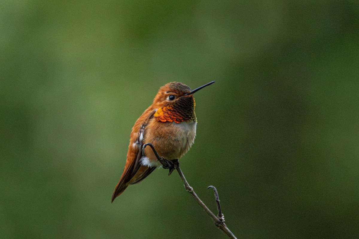 Rufous Hummingbird - ML646487503