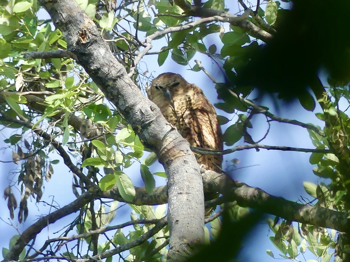 Cárabo Pescador Común - ML646487505