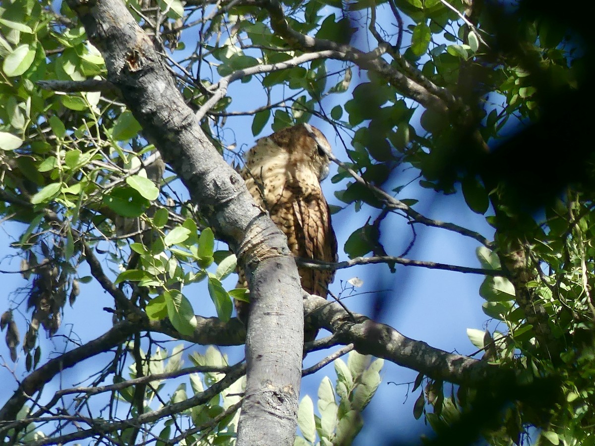 Cárabo Pescador Común - ML646487508