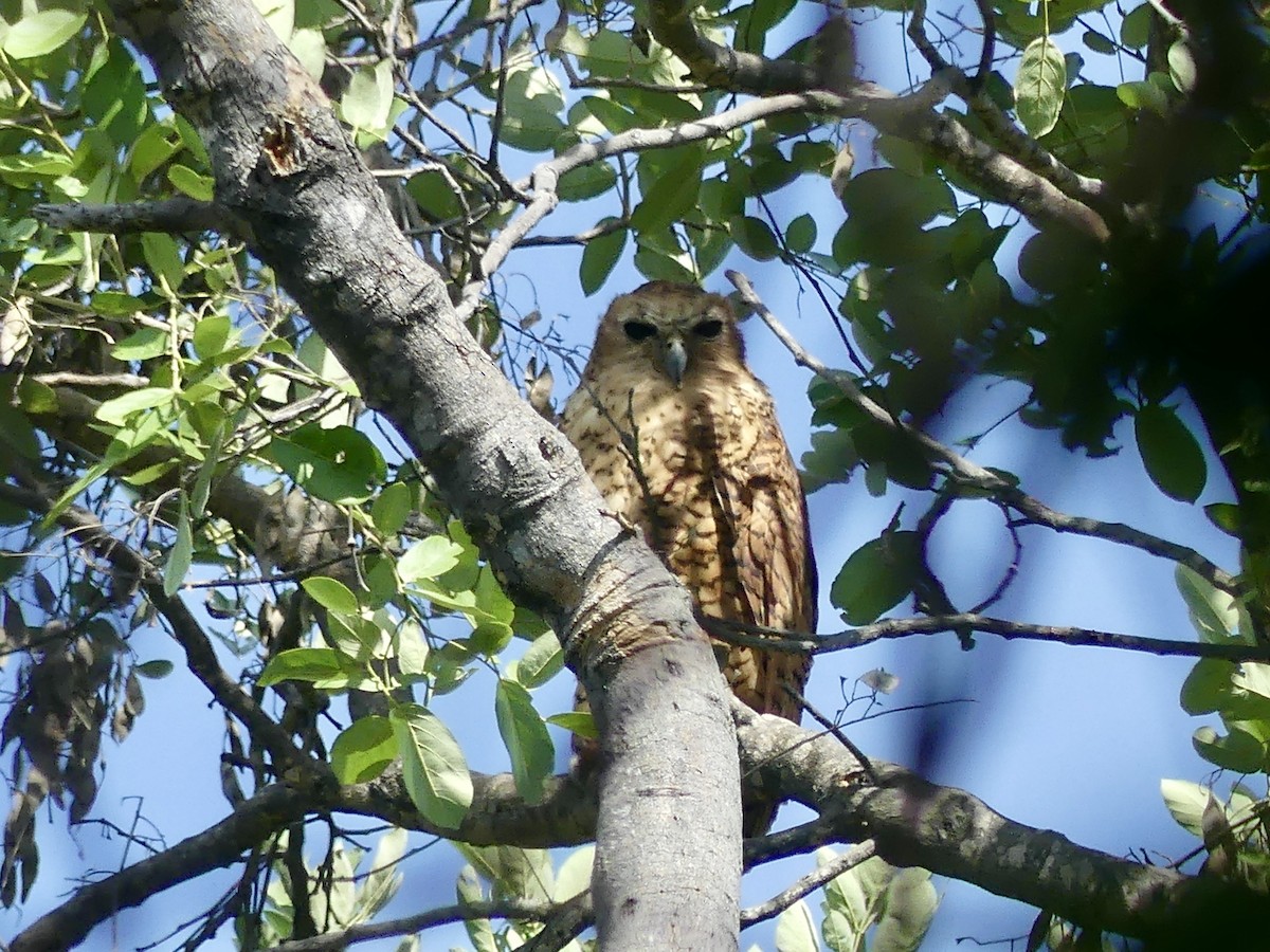 Cárabo Pescador Común - ML646487509