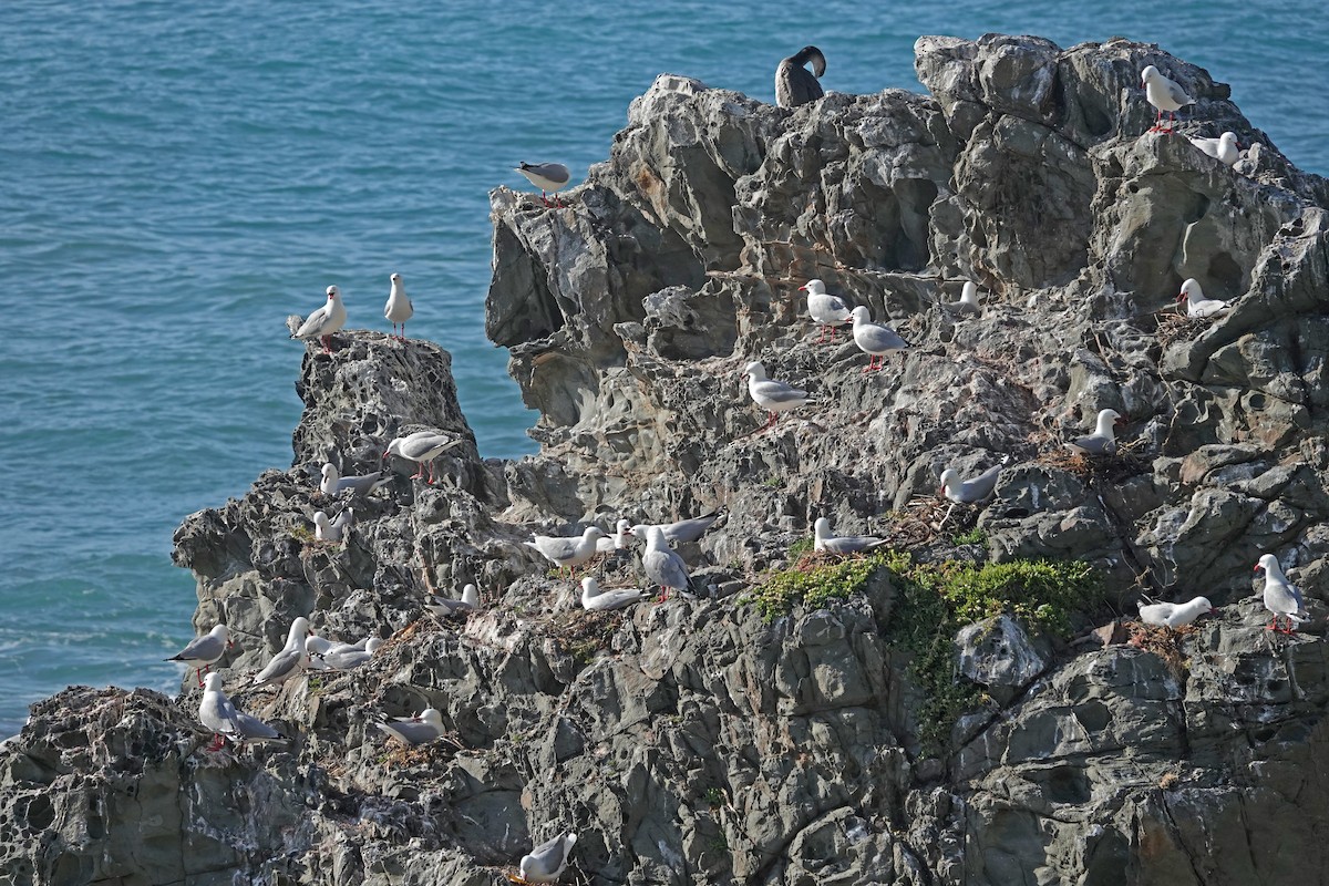 ギンカモメ（scopulinus） - ML646487512