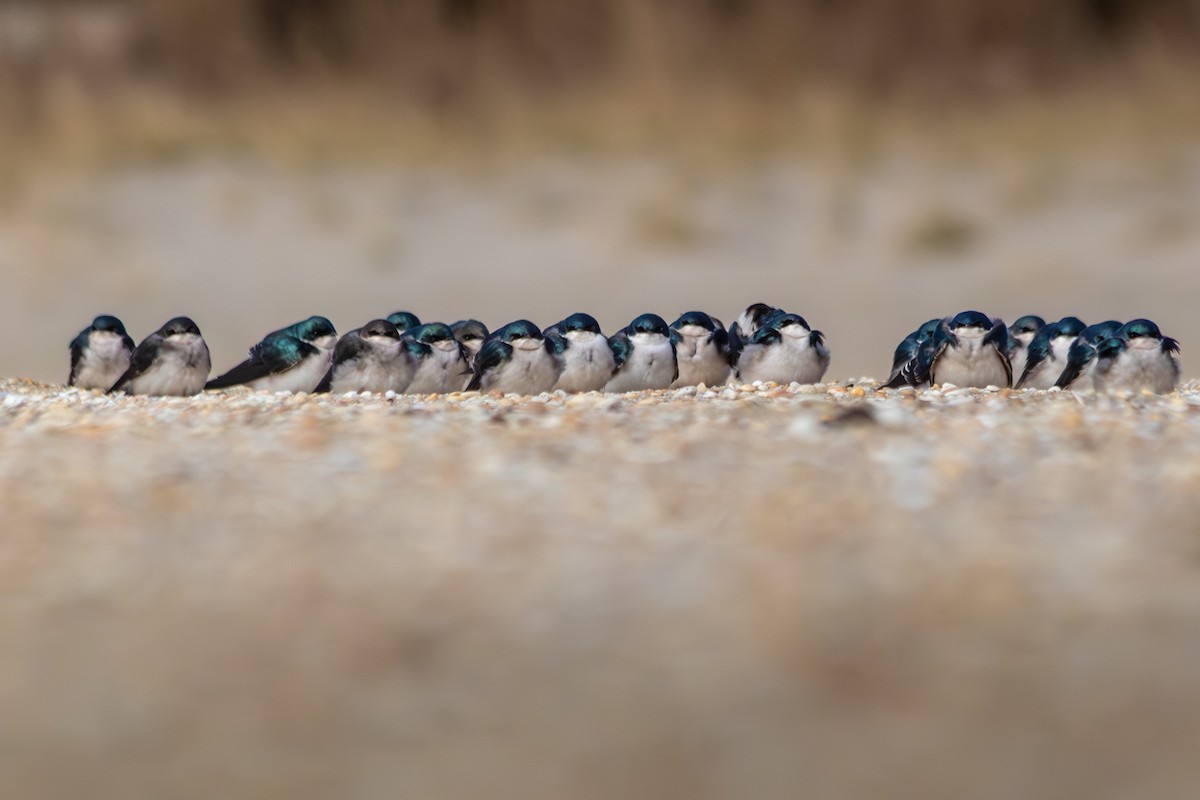 Tree Swallow - ML646487513
