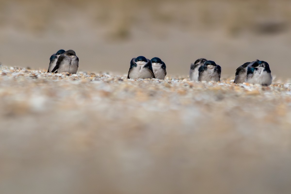 Tree Swallow - ML646487514