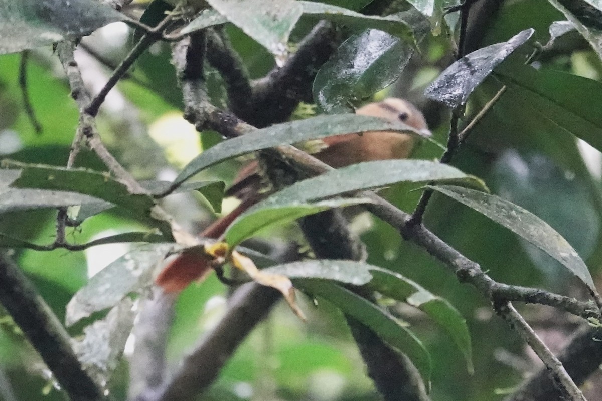 Ochre-breasted Foliage-gleaner - ML646487519