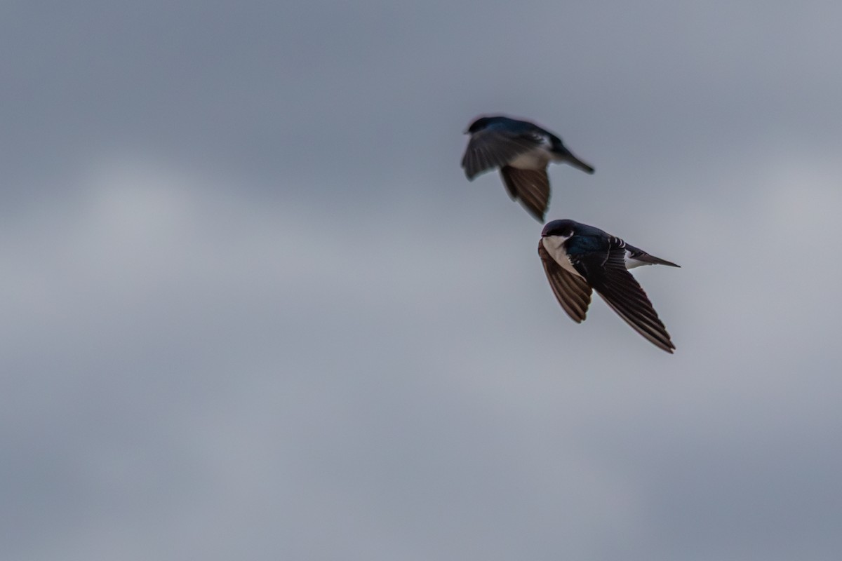 Tree Swallow - ML646487524