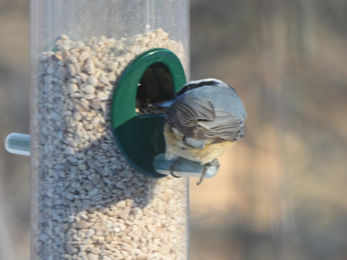 Trepador Canadiense - ML646487525