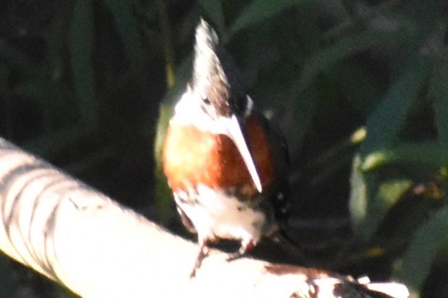 Martín Pescador Verde - ML646487527