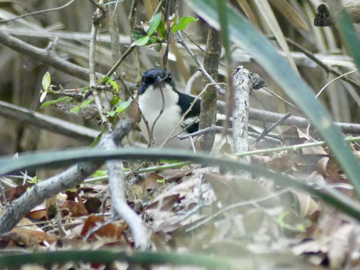 Bubú Bicolor (Okavango) - ML646487531