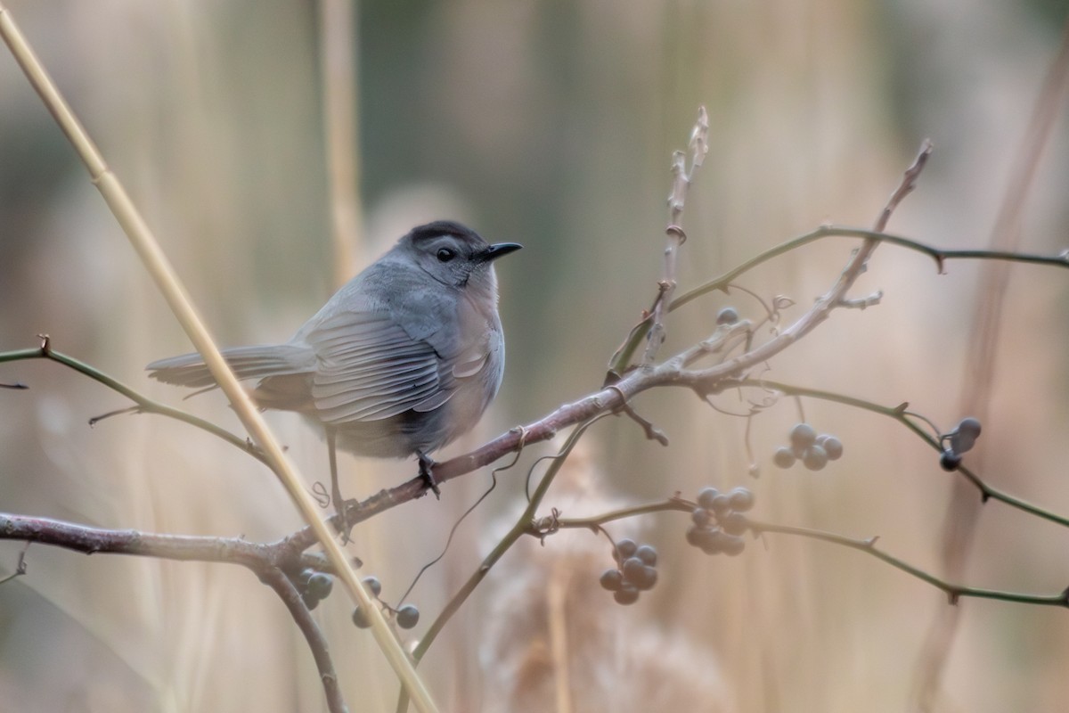 Pájaro Gato Gris - ML646487533