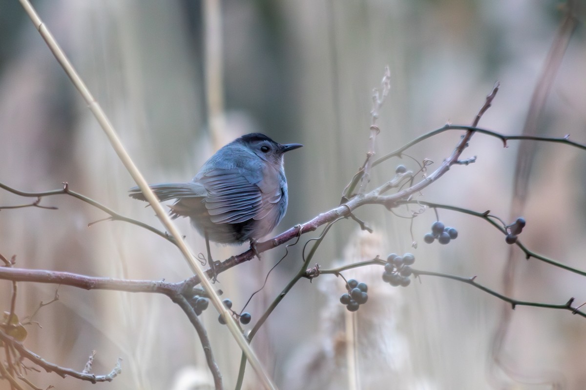 Pájaro Gato Gris - ML646487534