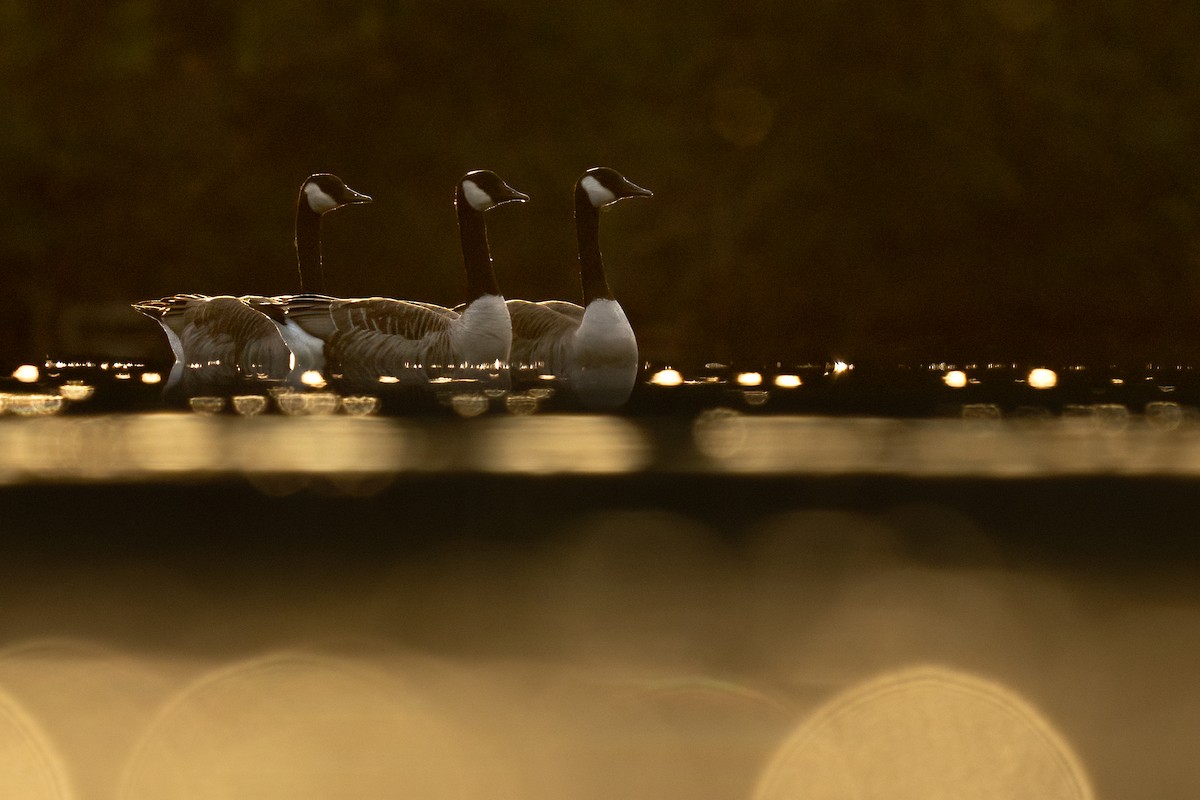 Barnacla Canadiense Grande - ML646487535