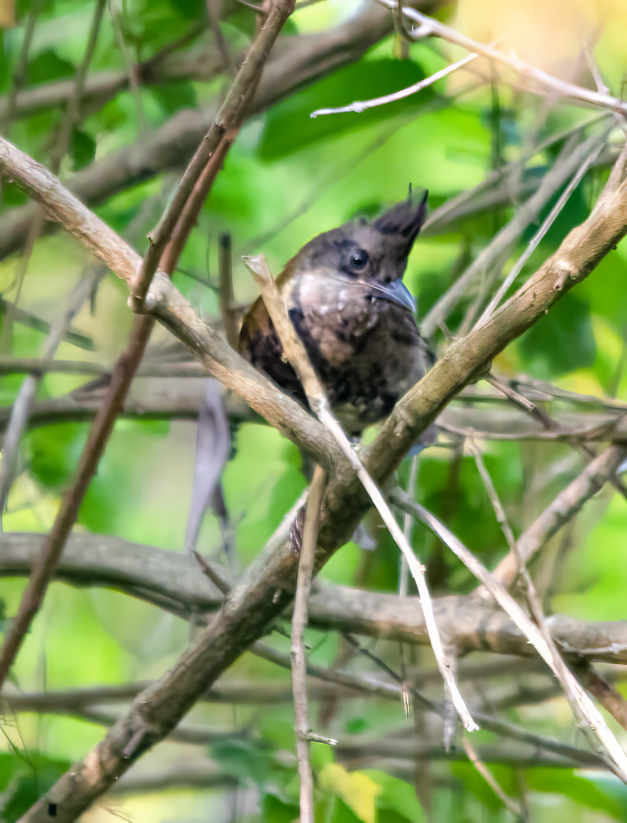 Zordala Crestada Oriental - ML646487537