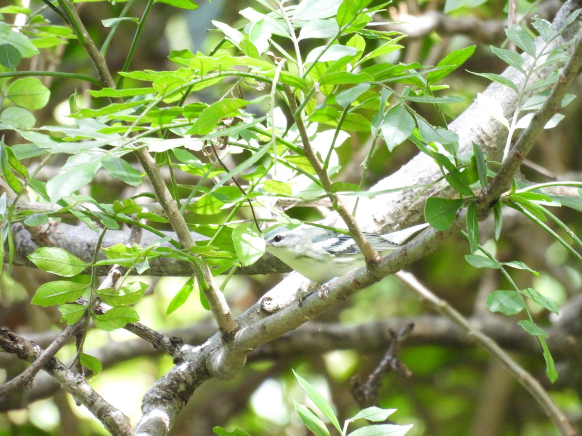 Reinita Cerúlea - ML646487538