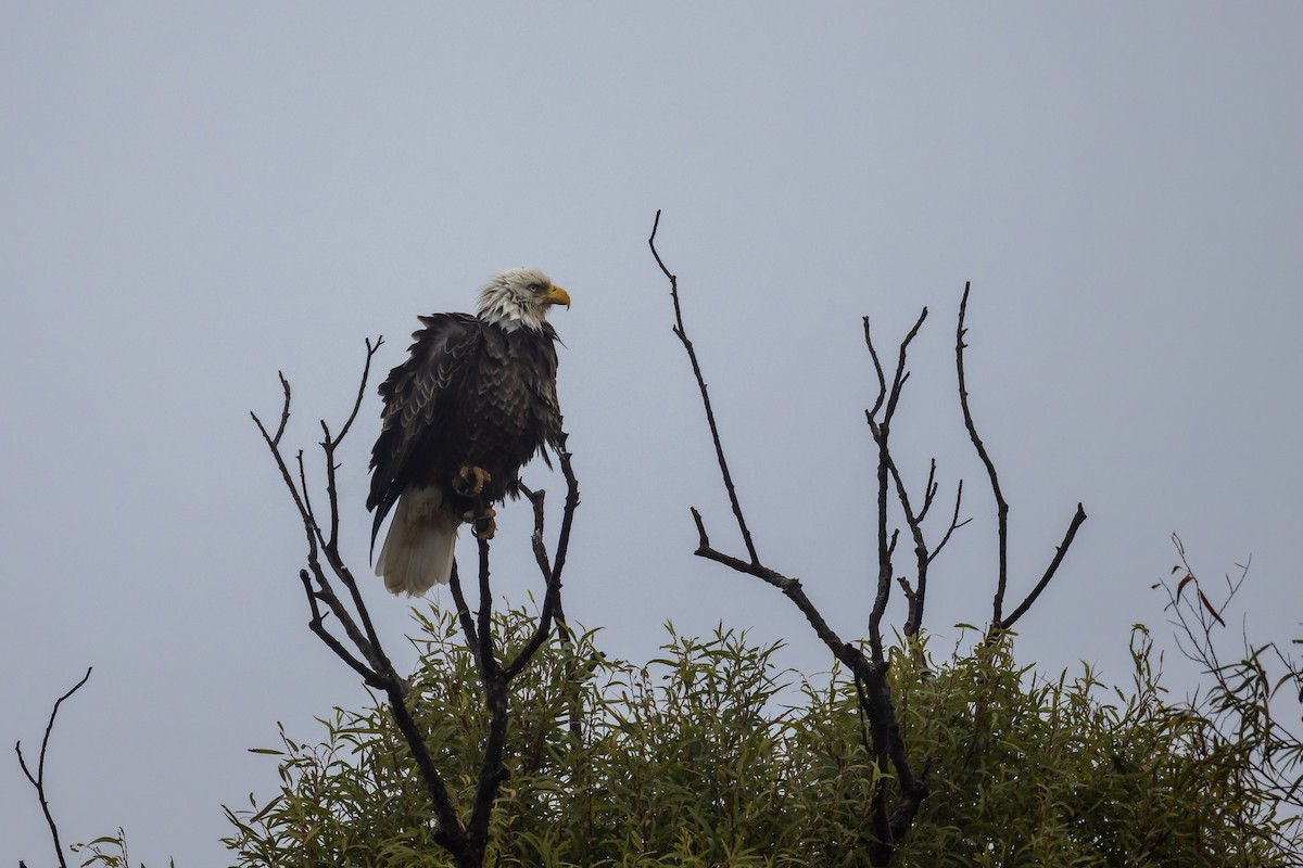 Pigargo Americano - ML646487539