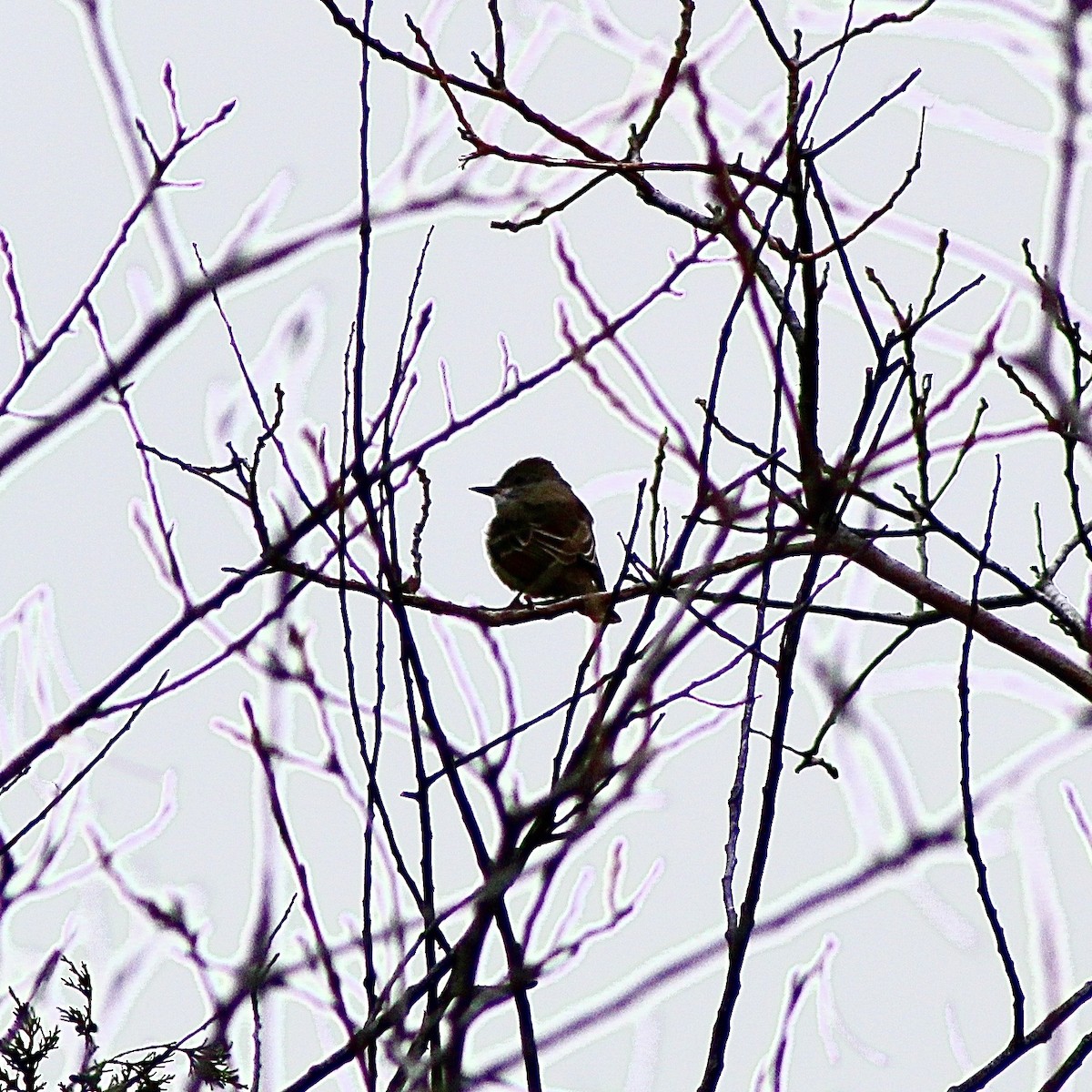 Ash-throated Flycatcher - ML646487543
