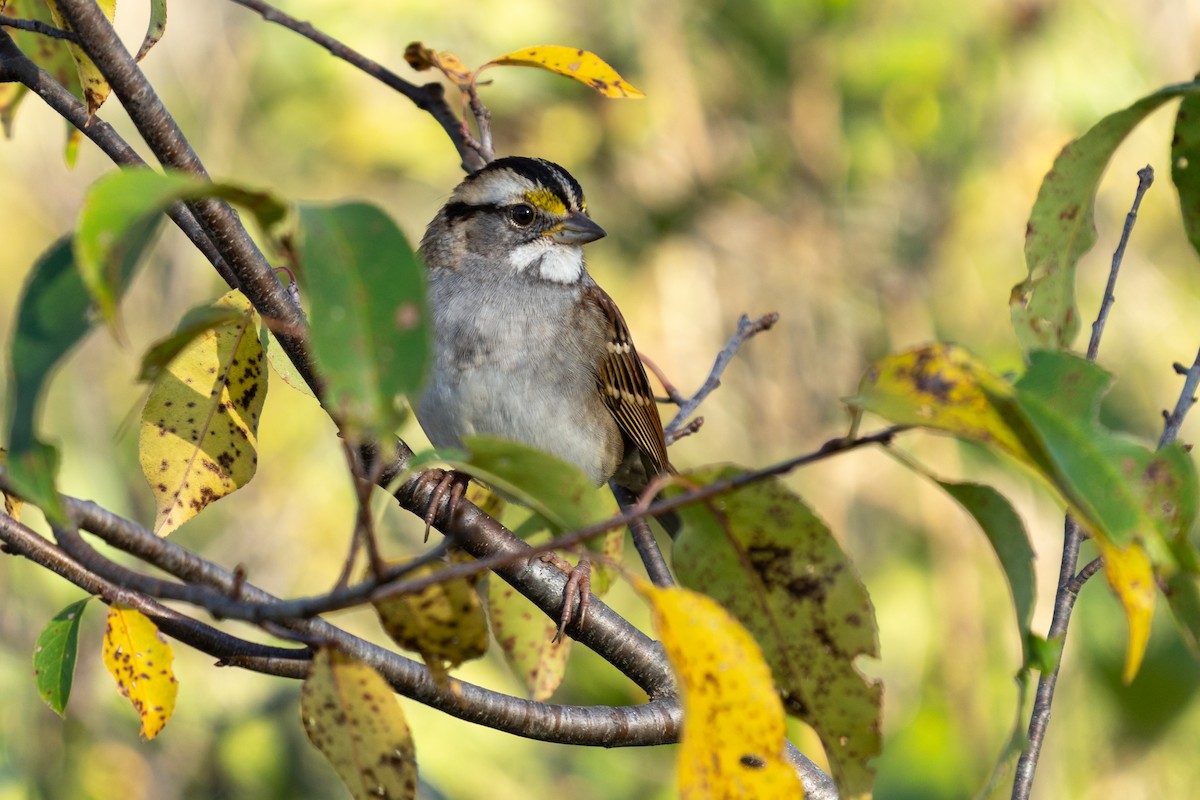 Chingolo Gorjiblanco - ML646487544