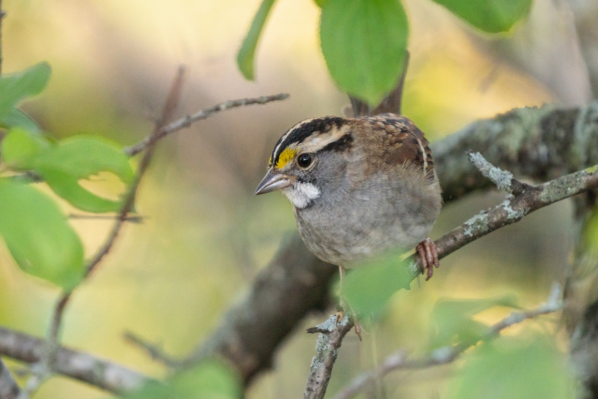 Chingolo Gorjiblanco - ML646487545