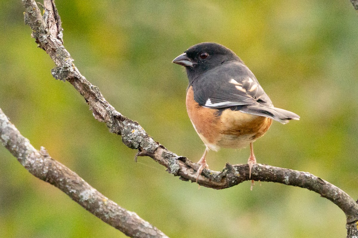 Toquí Flanquirrufo - ML646487546