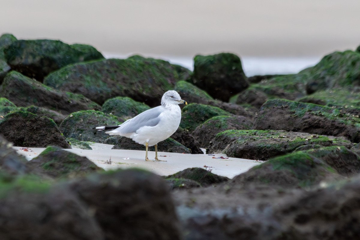 Gaviota de Delaware - ML646487549