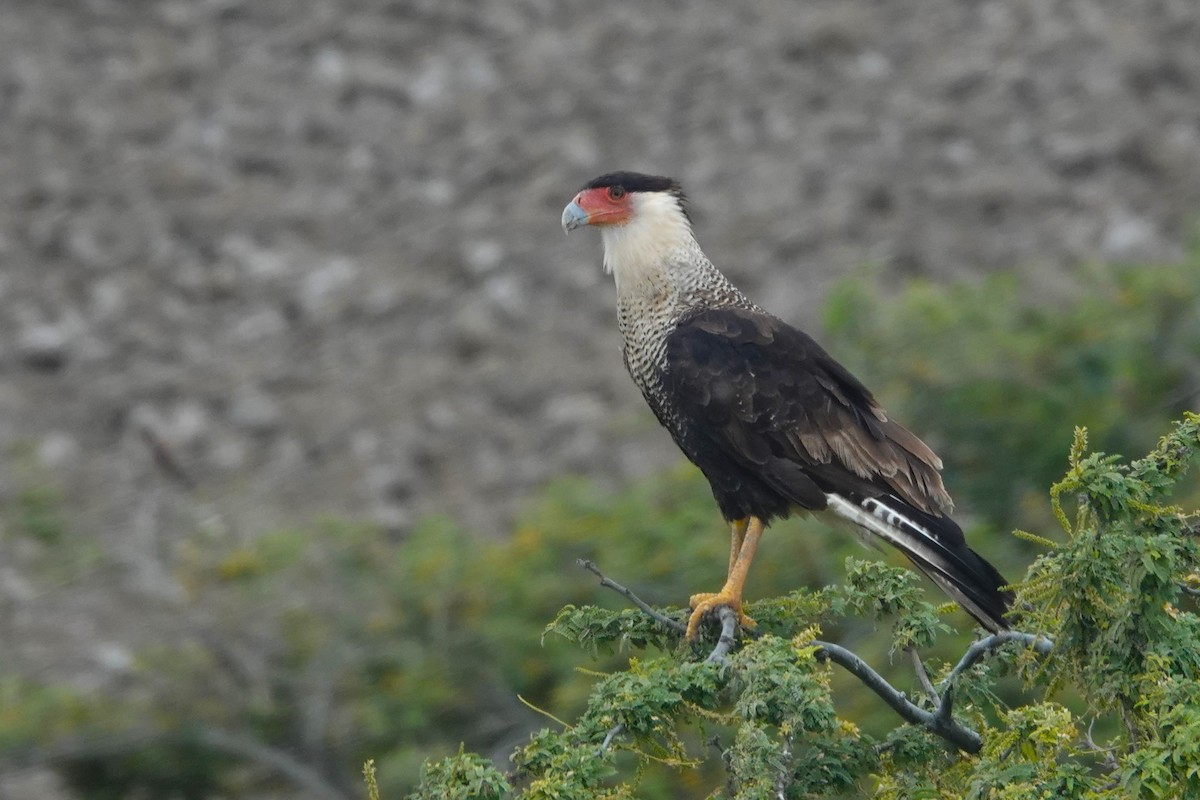 Caracara Carancho - ML646487550