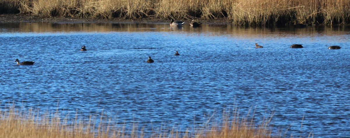 Serreta Capuchona - ML646487551