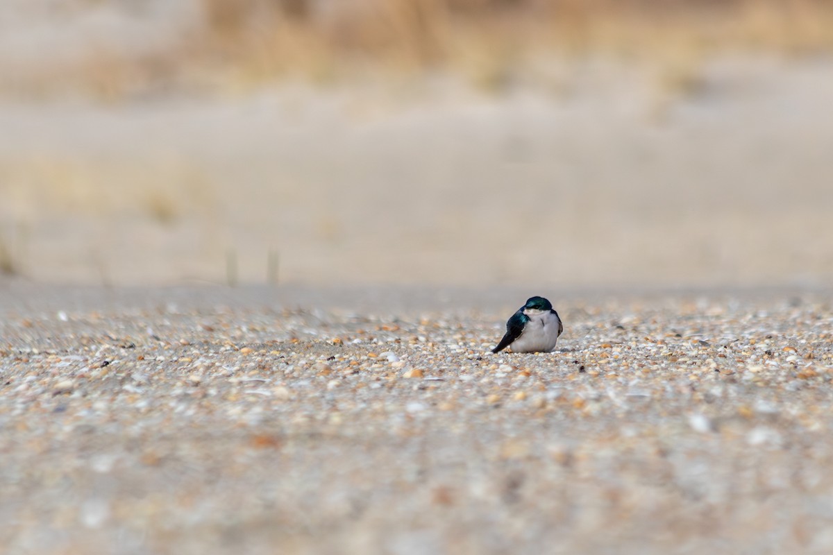 Tree Swallow - ML646487552