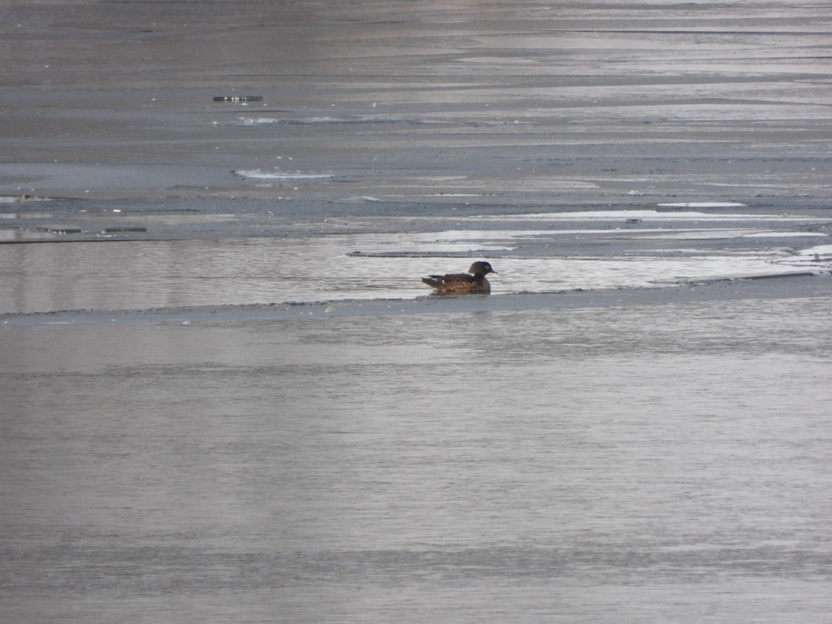Wood Duck - ML646487553