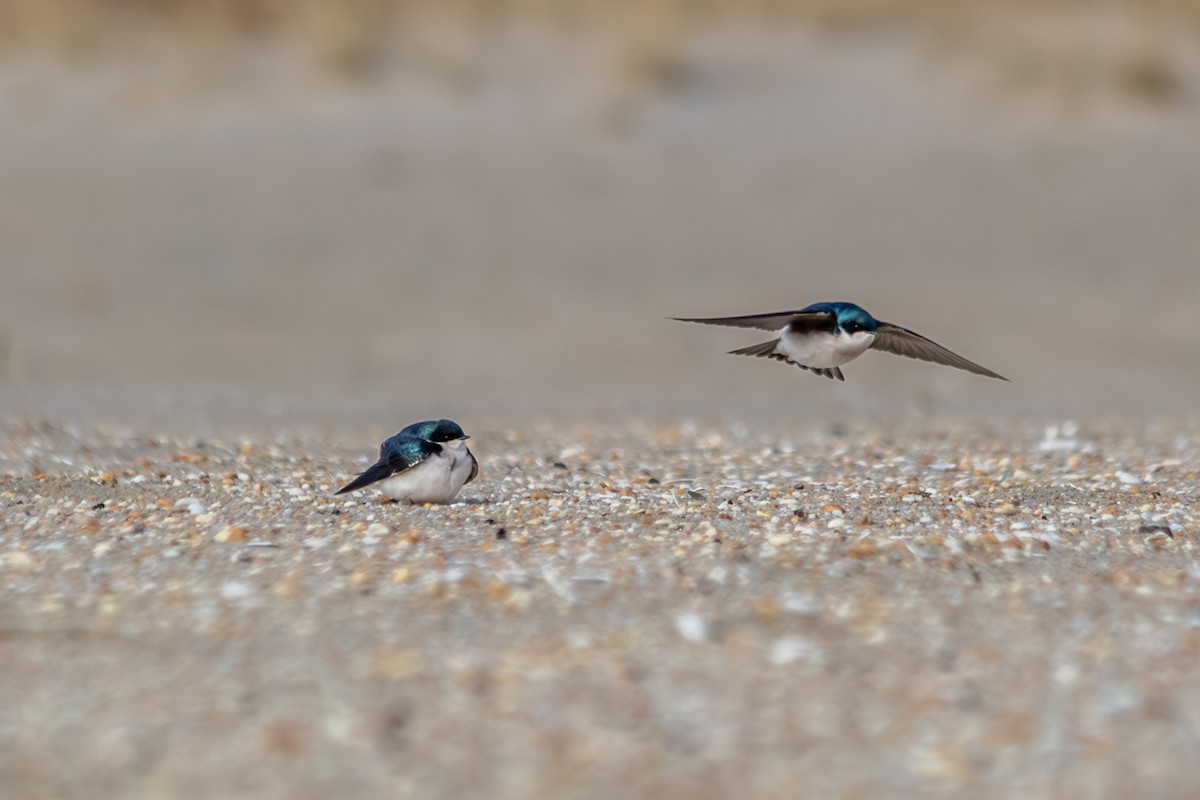 Tree Swallow - ML646487554