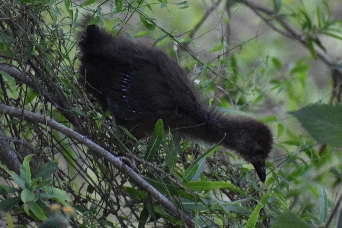 Cotara Chiricote - ML646487559