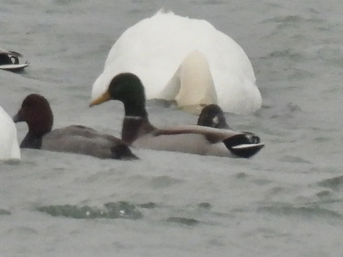 Ánade Azulón - ML646487560