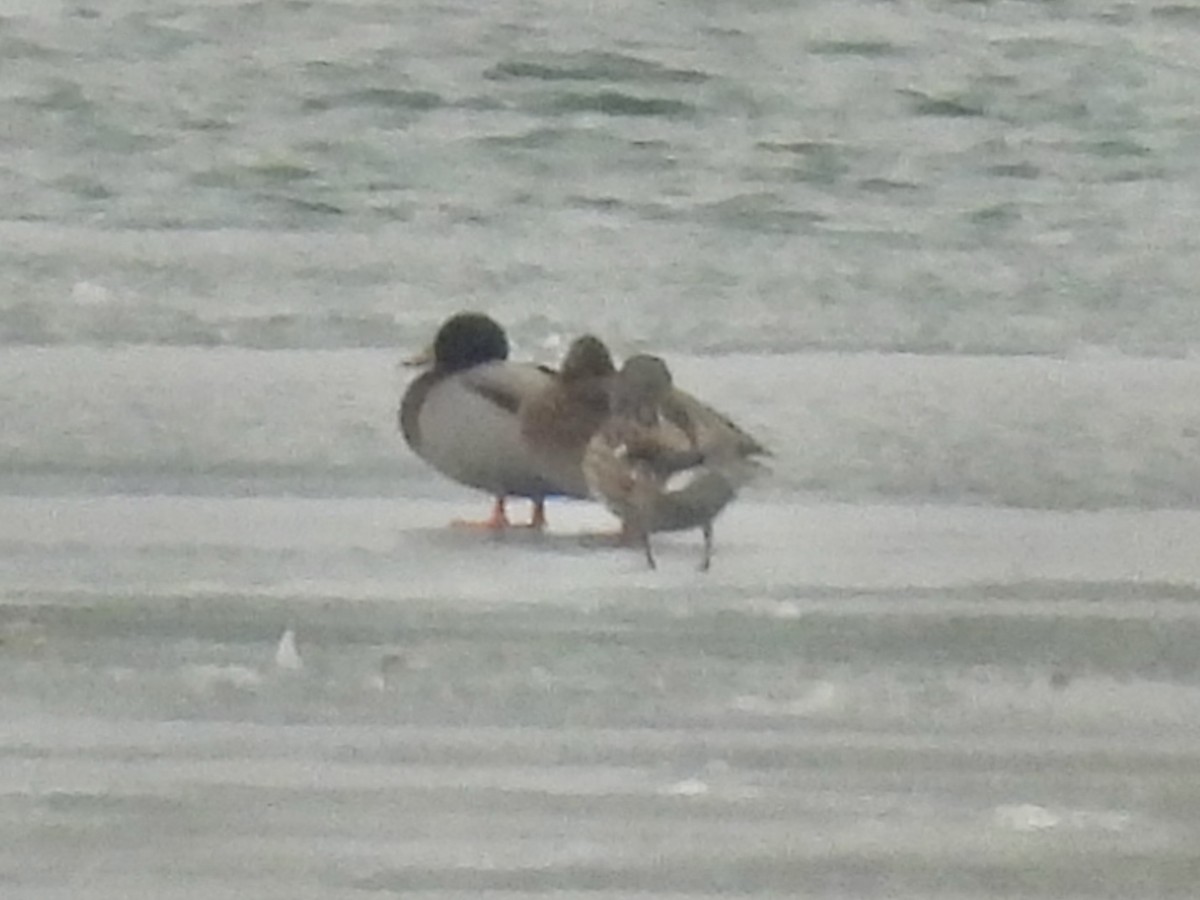 Ánade Azulón - ML646487561