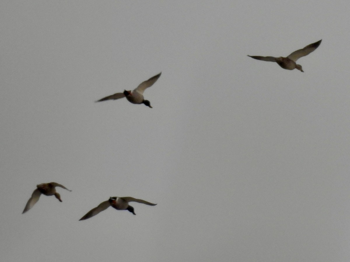 Ánade Azulón - ML646487562