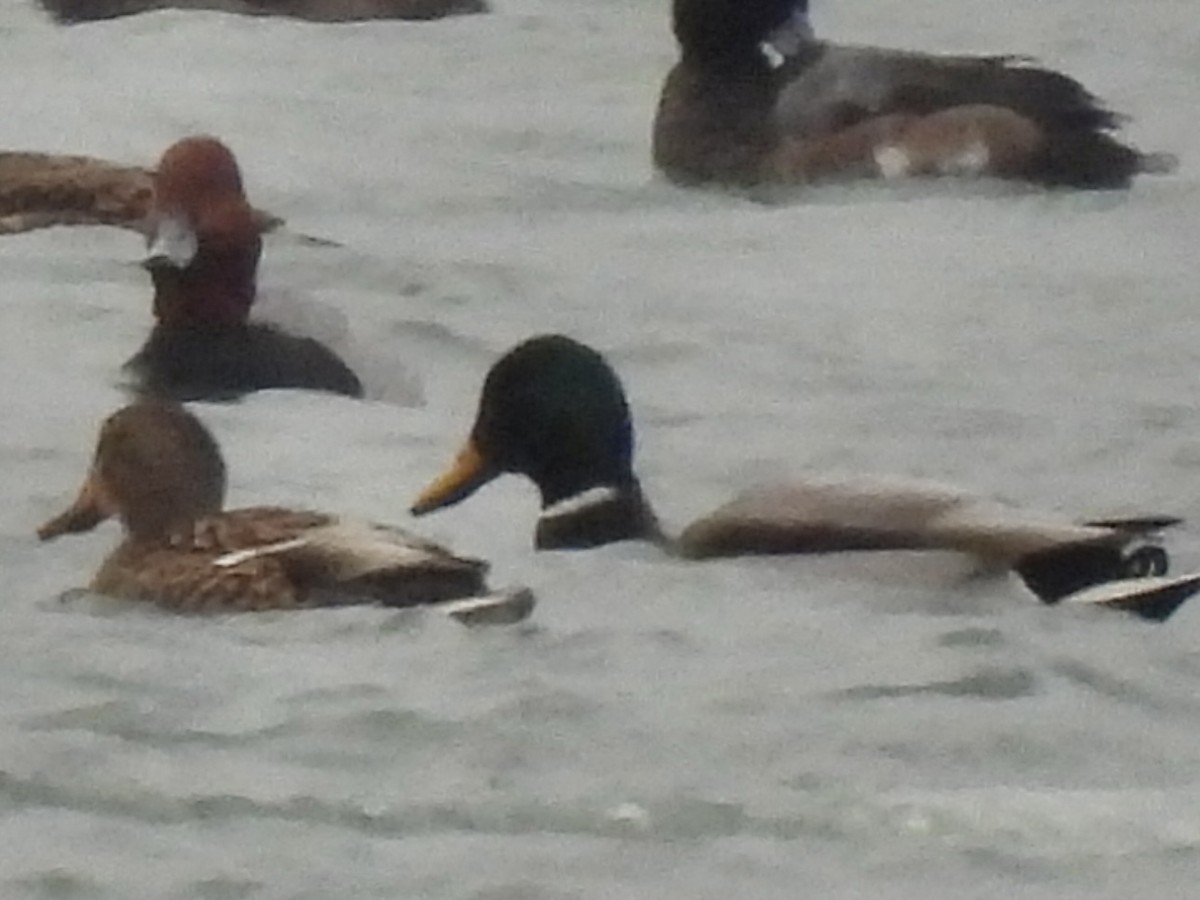 Ánade Azulón - ML646487563