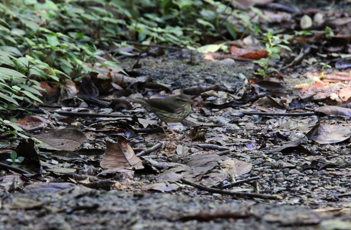 Reinita Charquera Norteña - ML646487568