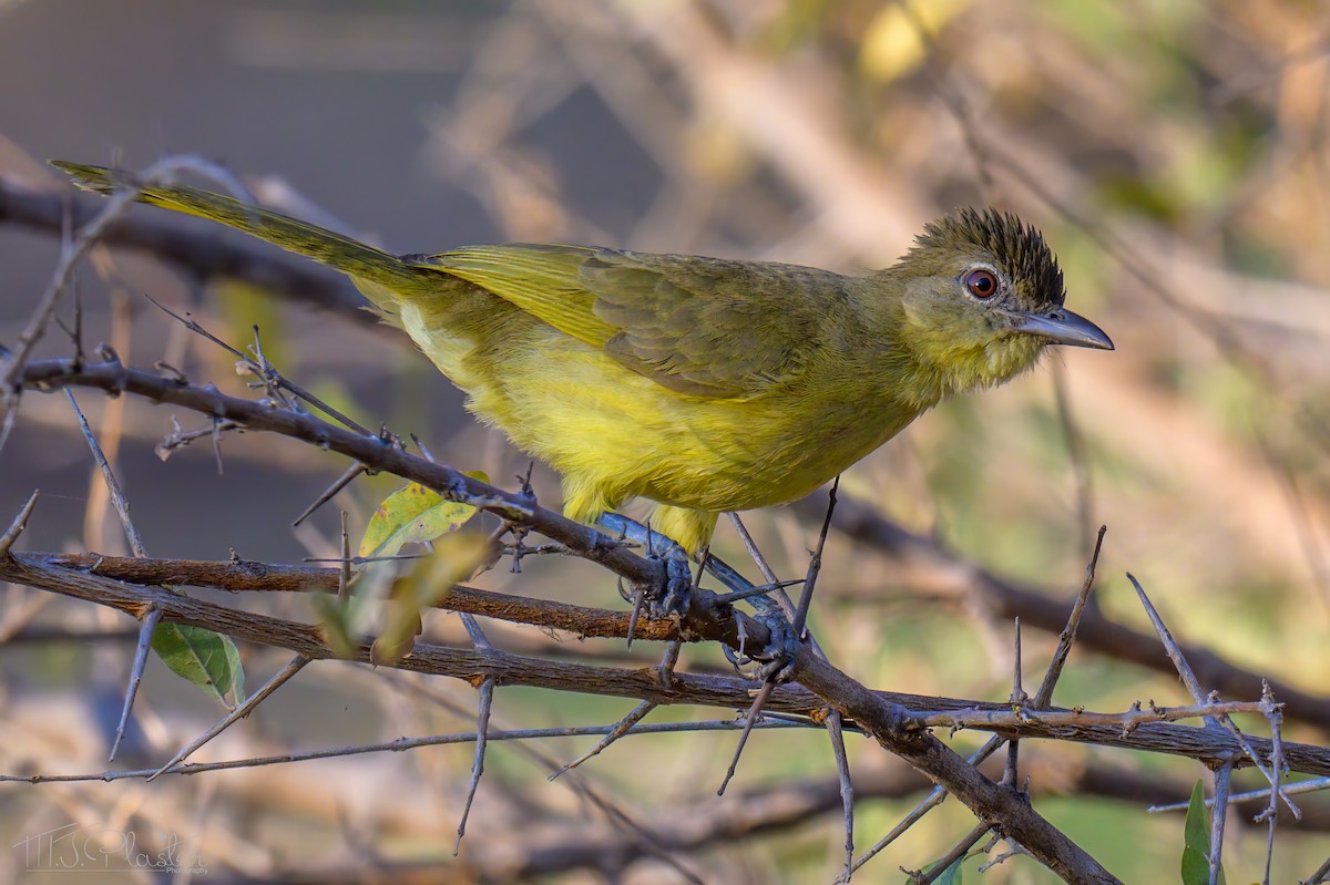 Yellow-bellied Greenbul - ML646487571