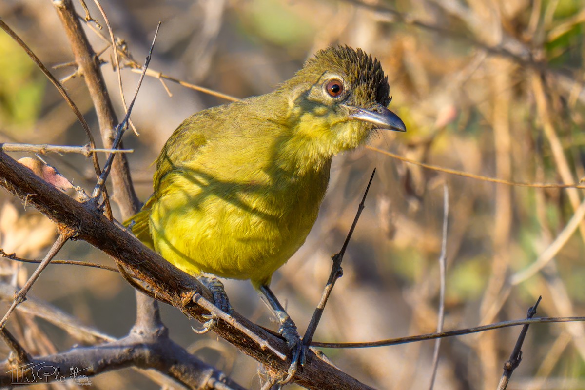 Yellow-bellied Greenbul - ML646487572