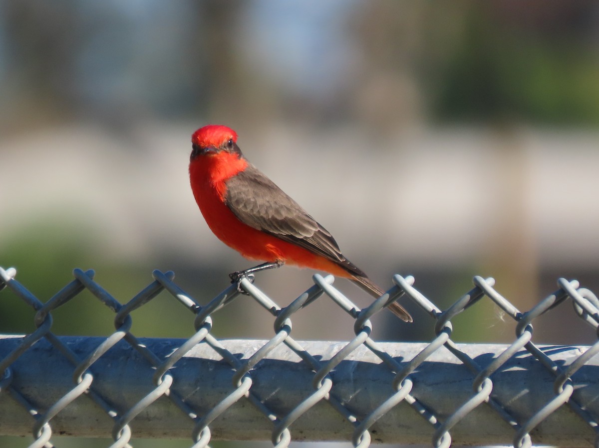 Moucherolle vermillon - ML646487575