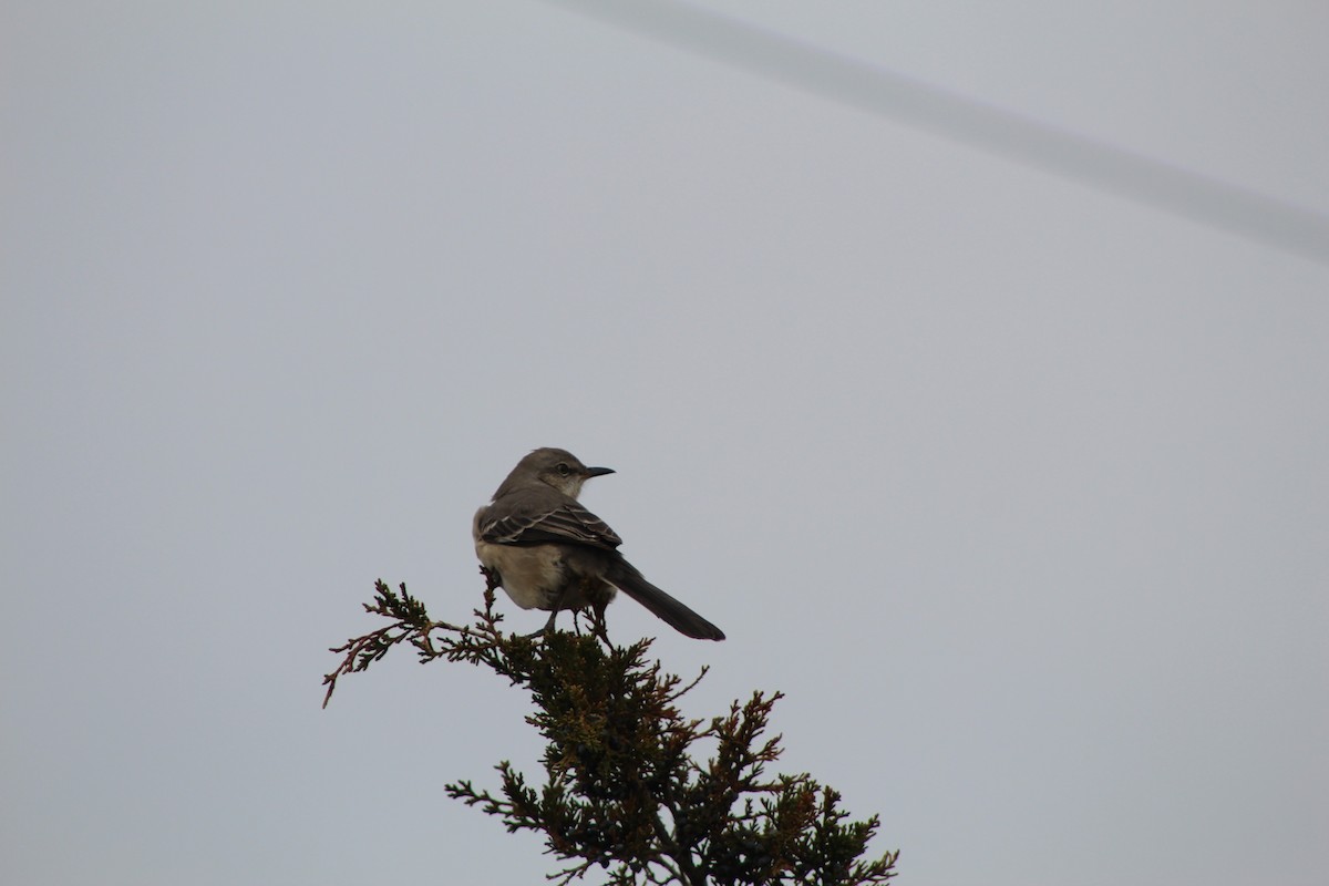 Northern Mockingbird - ML646487577