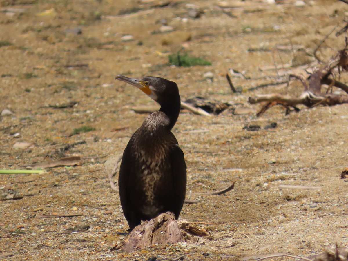 kormorán velký - ML646487583