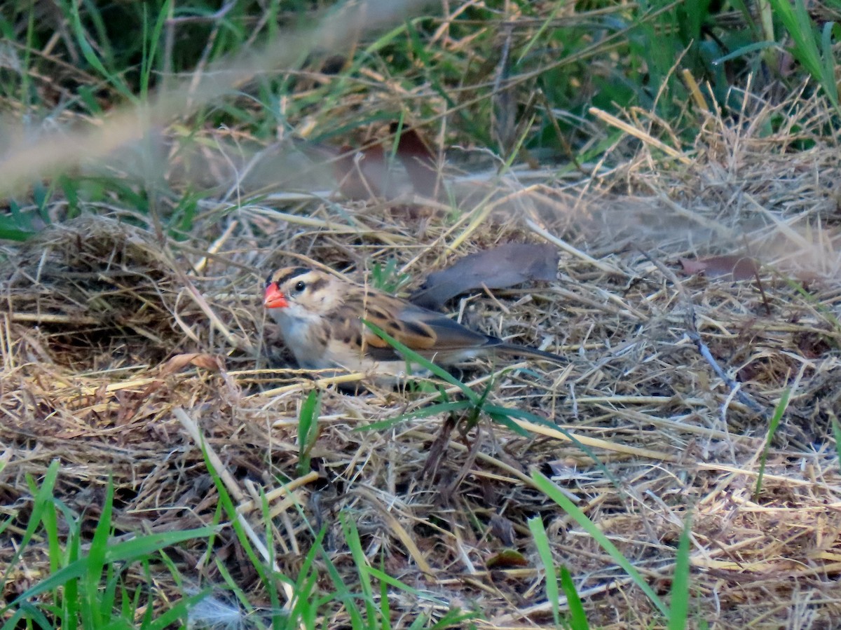 Veuve dominicaine - ML646487585