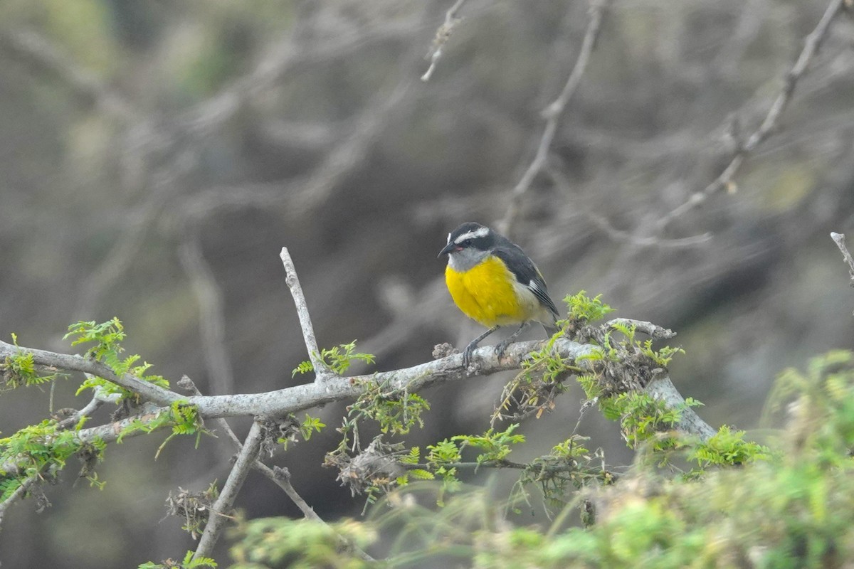 Bananaquit - ML646487588