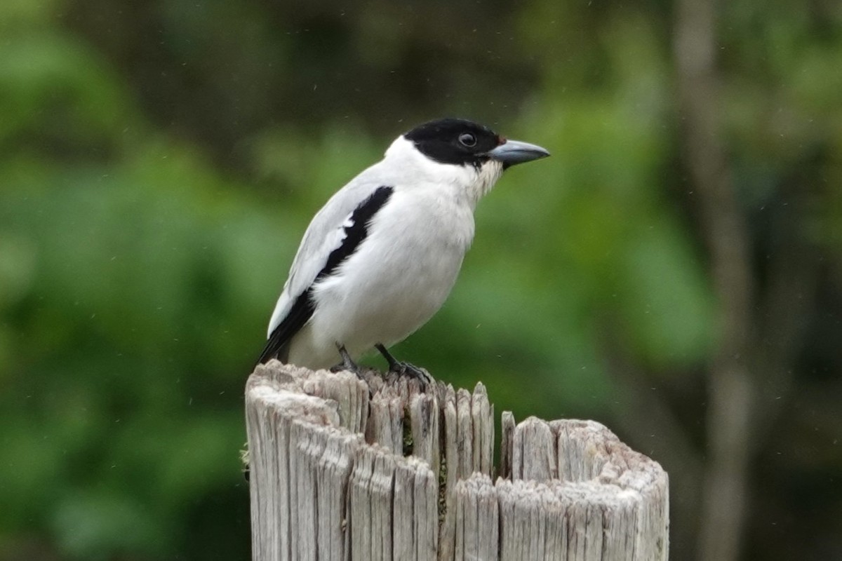 Black-crowned Tityra - ML646487589