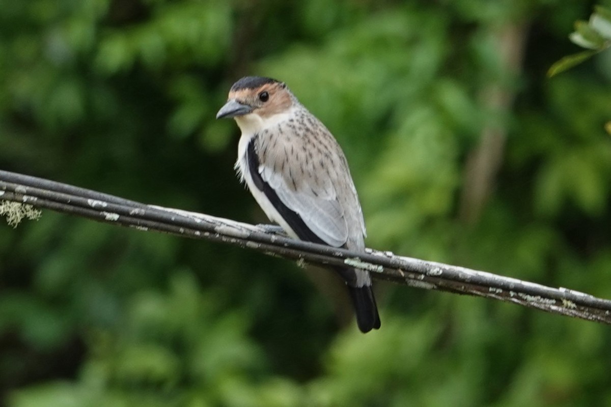 Black-crowned Tityra - ML646487590