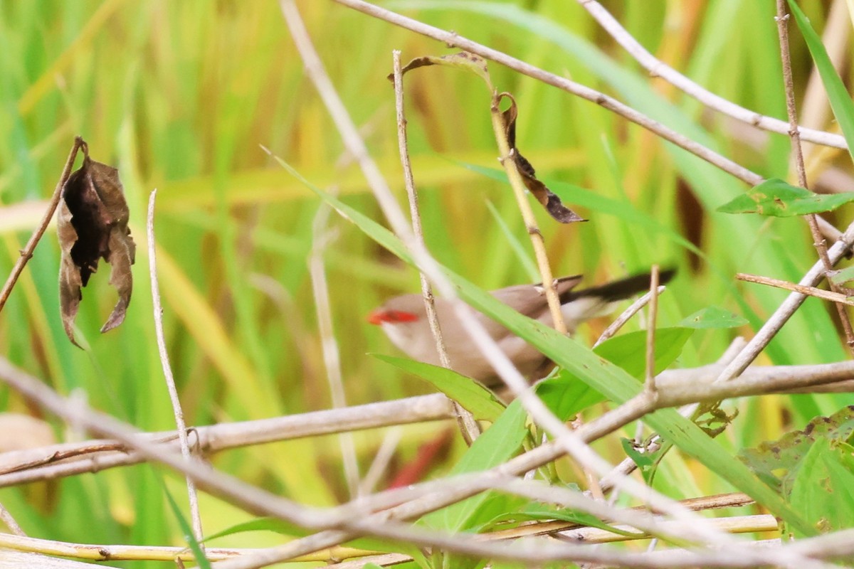 Black-rumped Waxbill - ML646487592